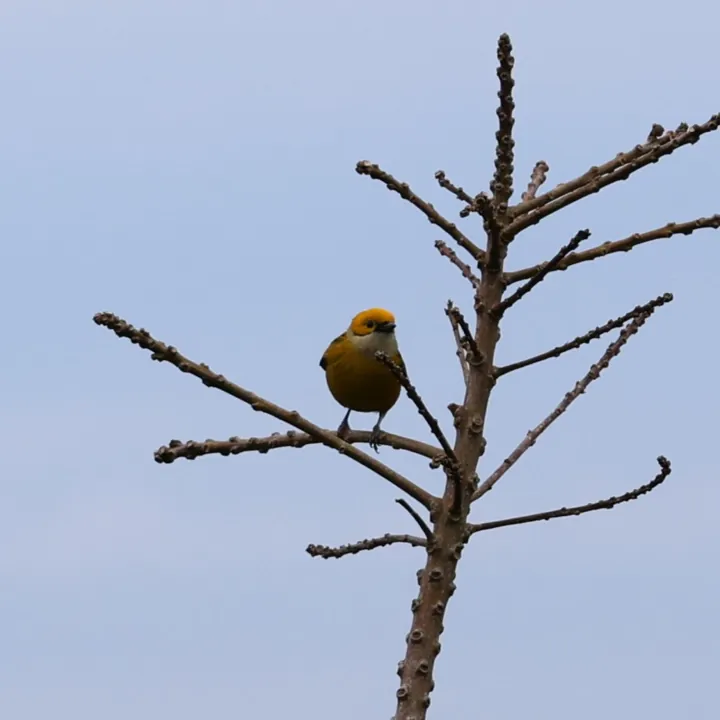 Silver-throated Tanager