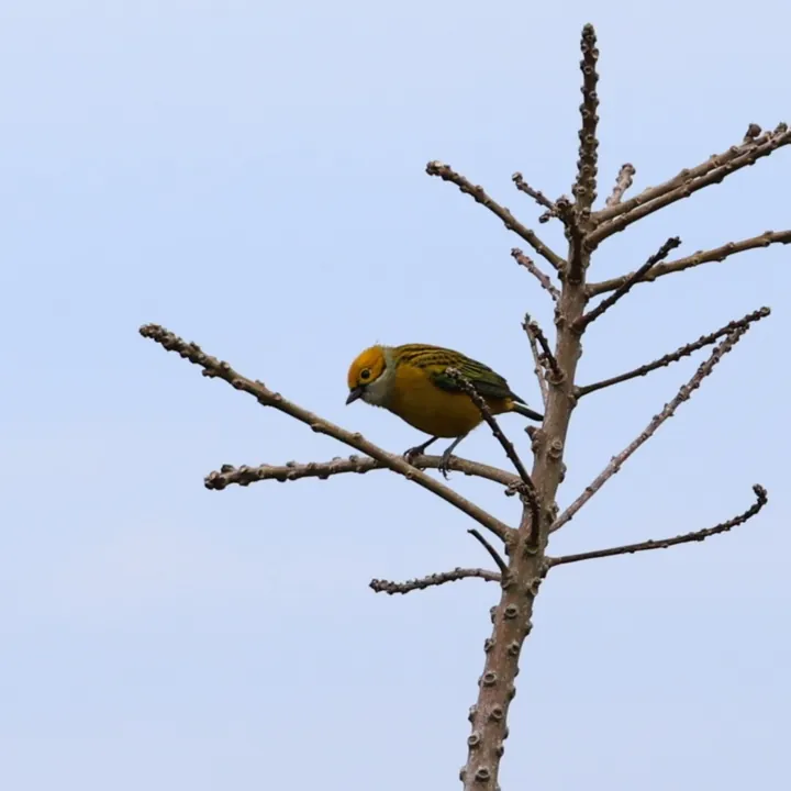 Silver-throated Tanager
