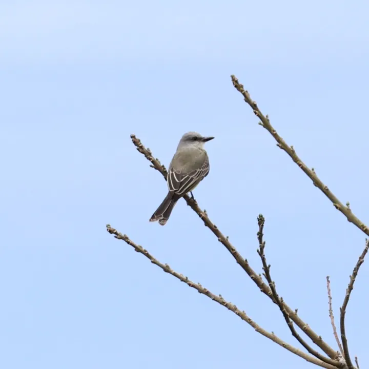 Tropical Kingbird