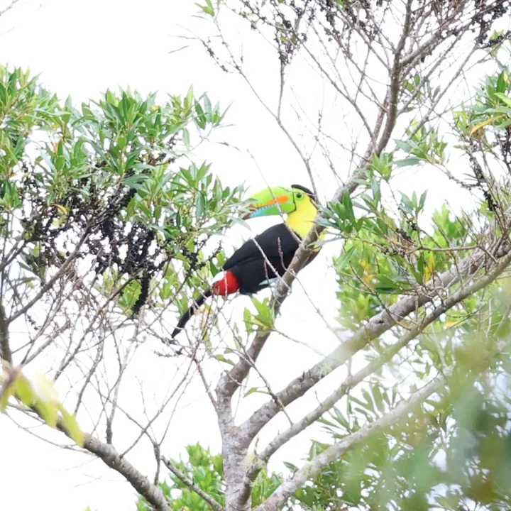 Keel-billed Toucan