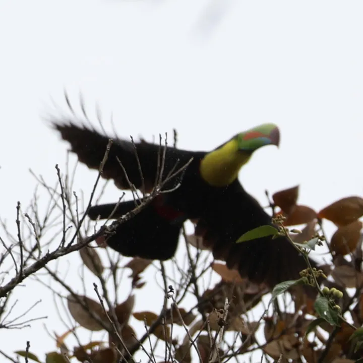 Keel-billed Toucan