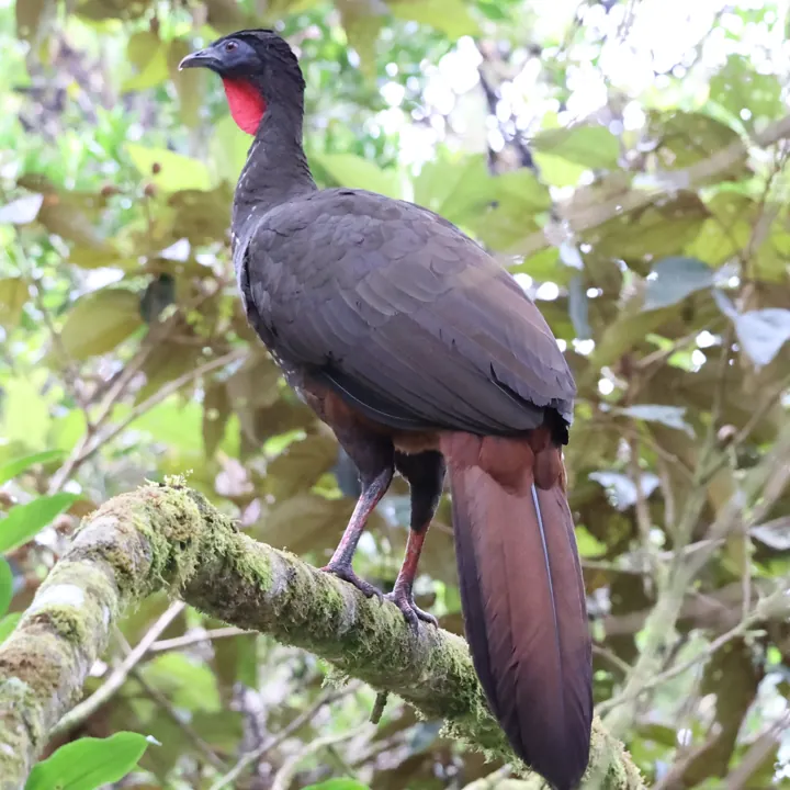 Crested Guan