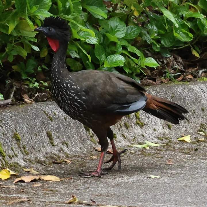 Crested Guan