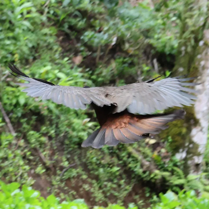 Crested Guan