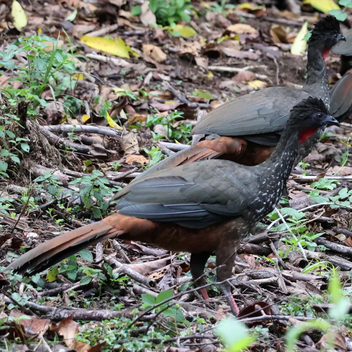 Crested Guan