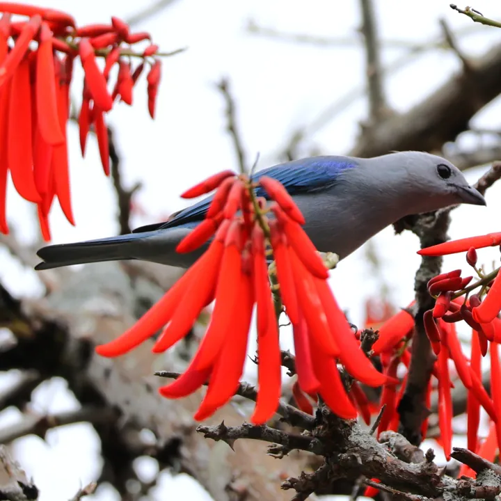 Blue-gray Tanager