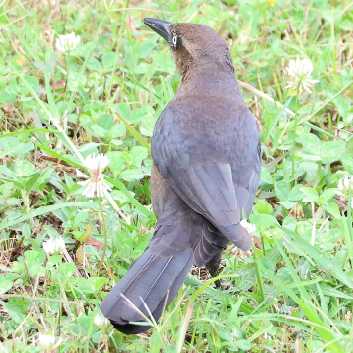 Great-tailed Grackle