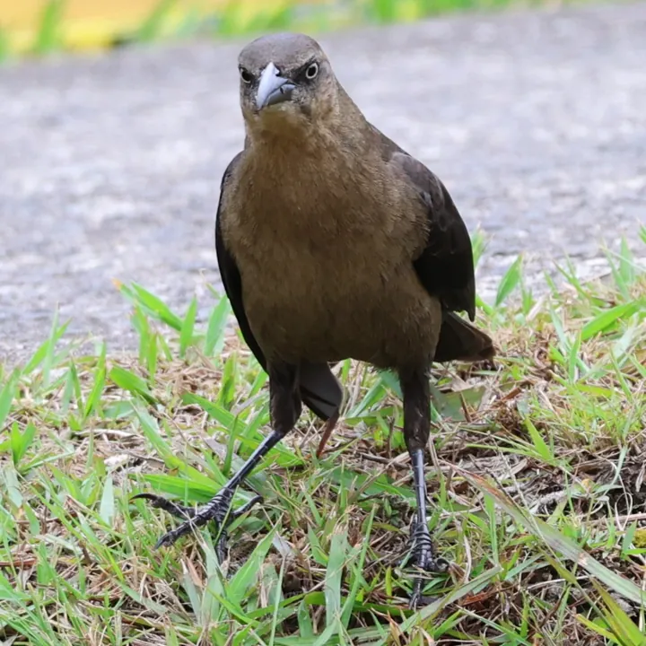 Great-tailed Grackle