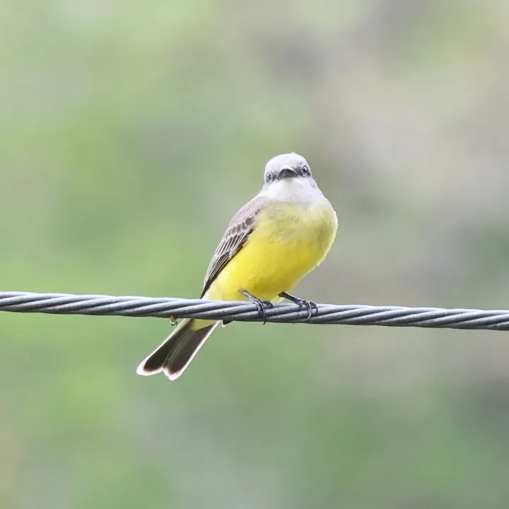 Tropical Kingbird