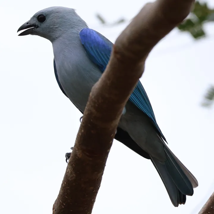 Blue-gray Tanager