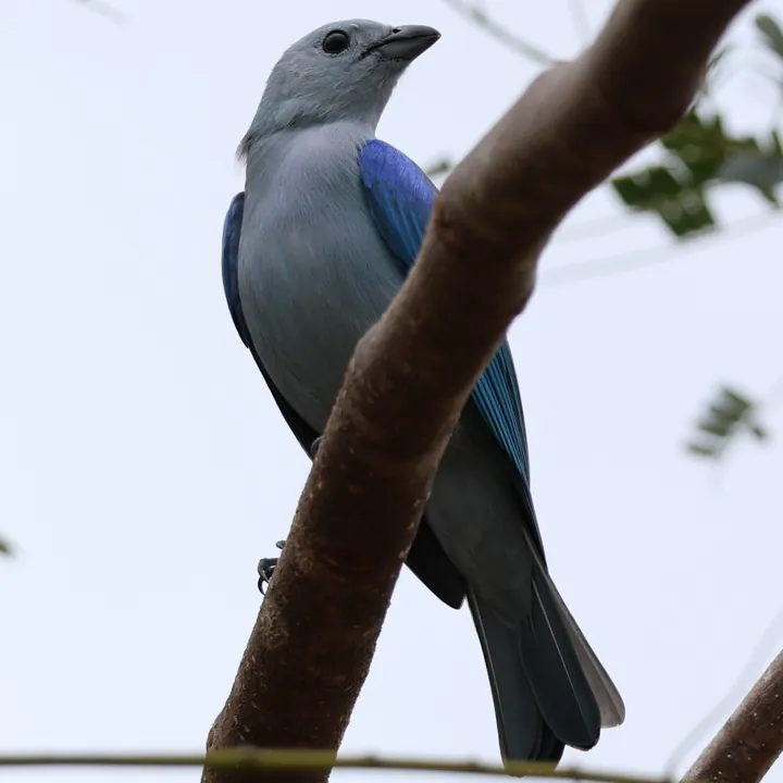 Blue-gray Tanager