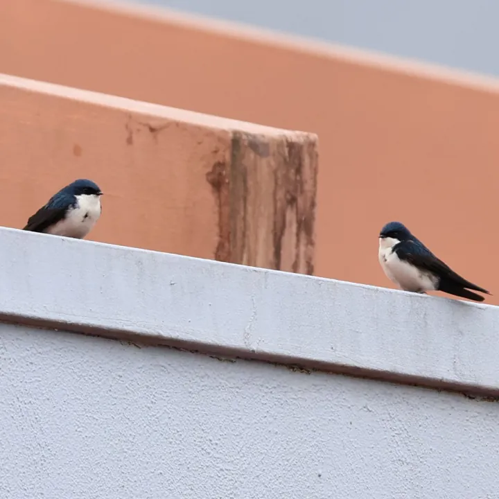 Blue-and-white Swallow