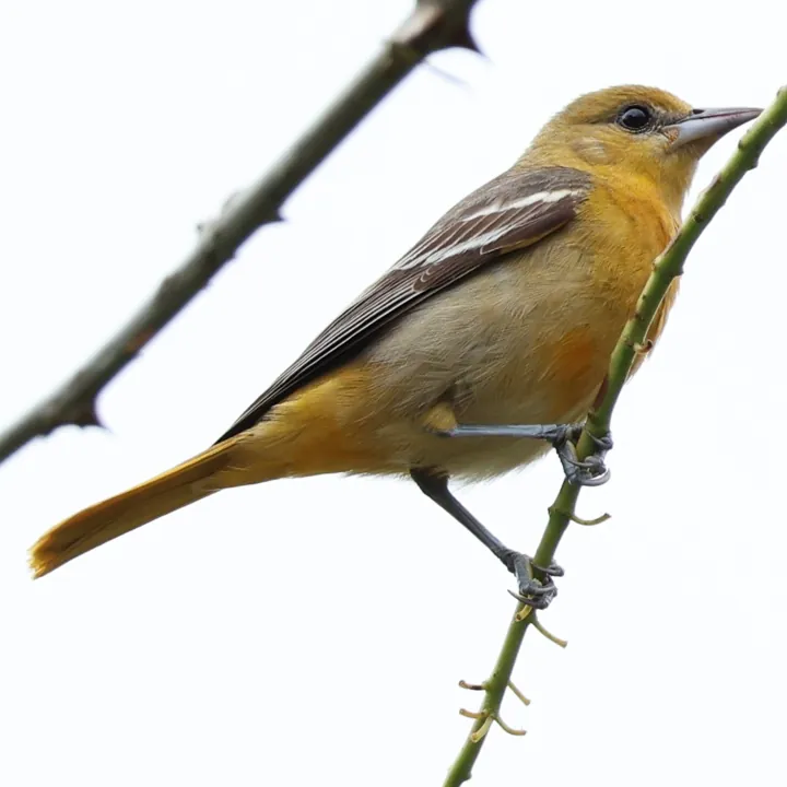 Baltimore Oriole