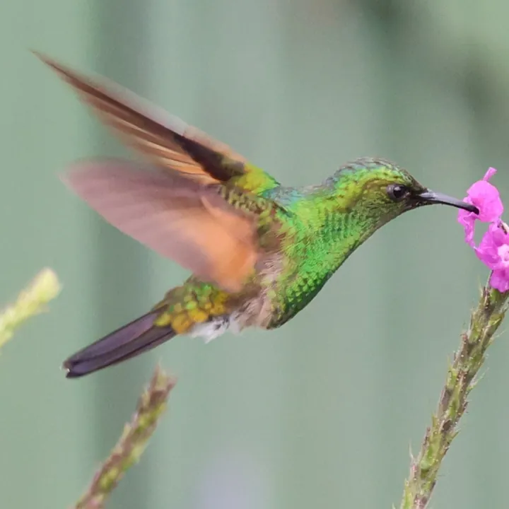 Stripe-tailed Hummingbird
