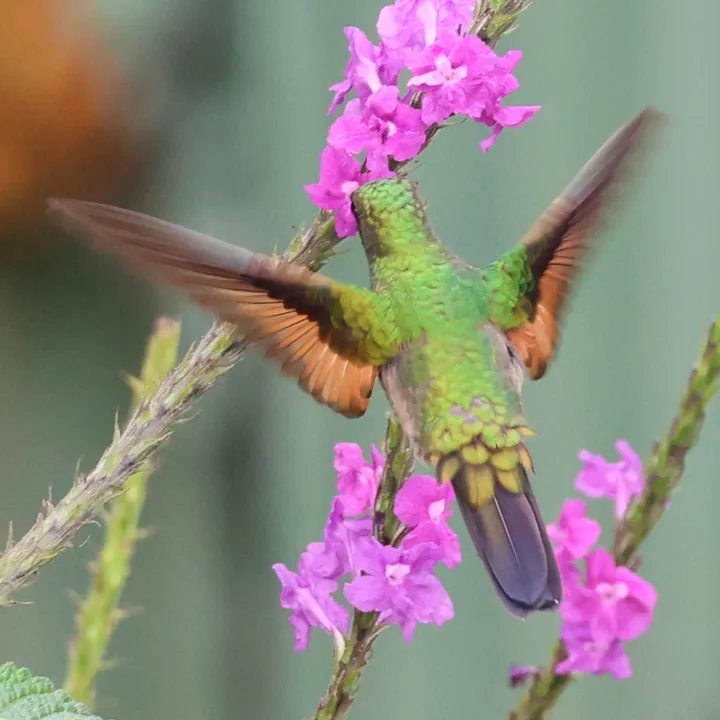 Stripe-tailed Hummingbird