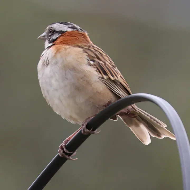 Rufous-collared Sparrow