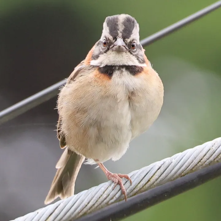 Rufous-collared Sparrow
