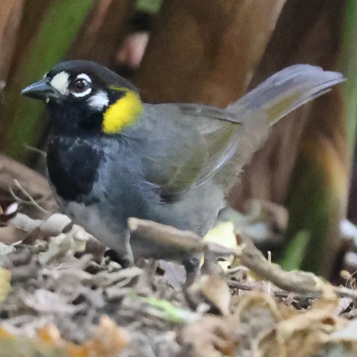 White-eared Ground-Sparrow