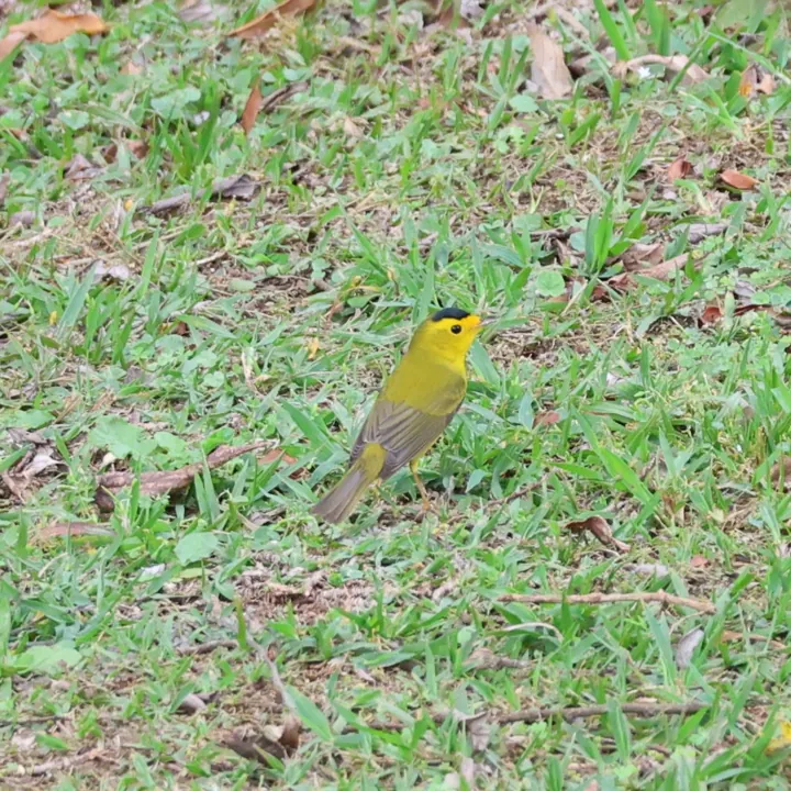 Wilson's Warbler