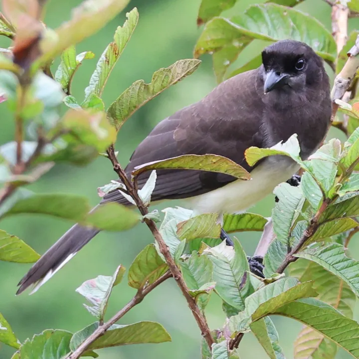 Brown Jay
