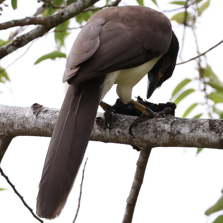 Brown Jay