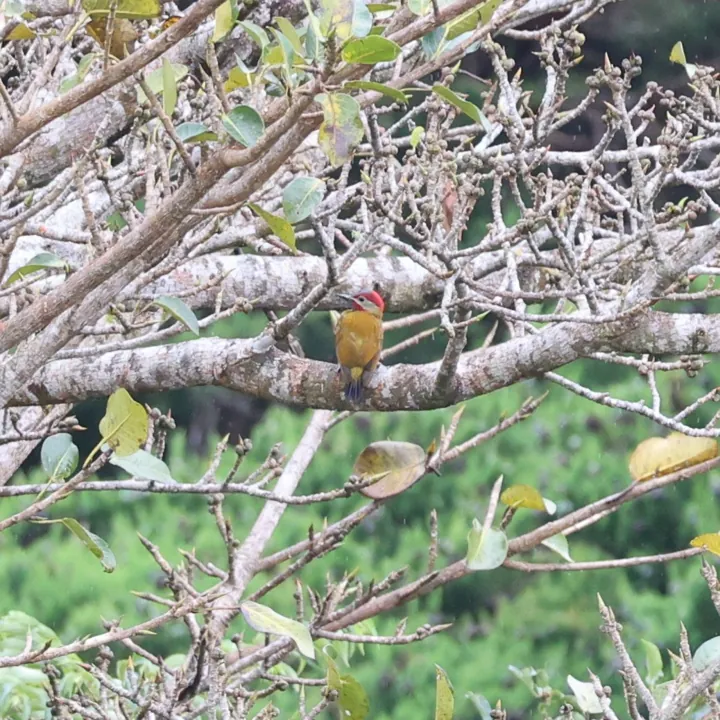 Golden-olive Woodpecker