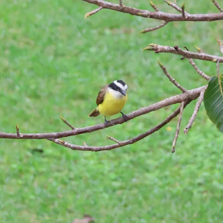 Boat-billed Flycatcher