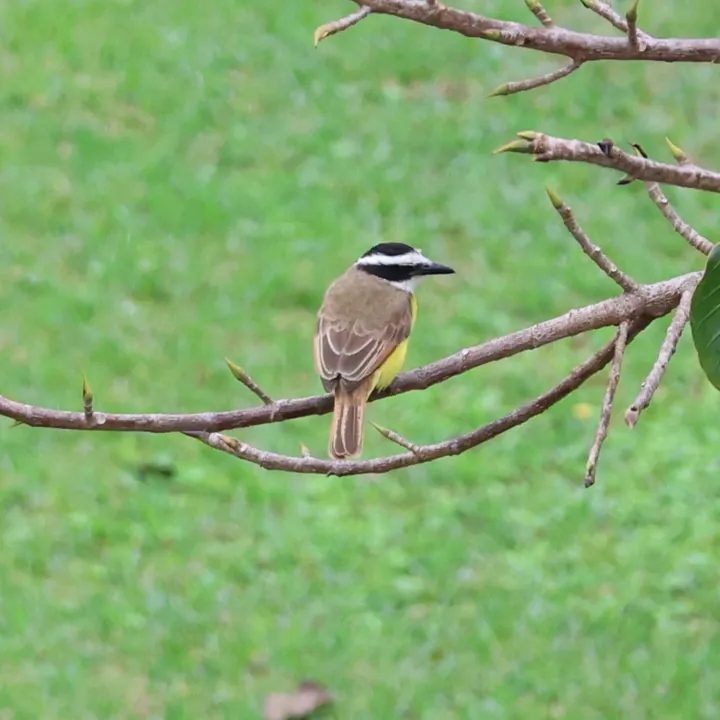 Boat-billed Flycatcher
