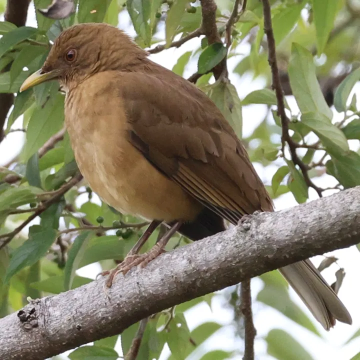 Clay-colored Thrush
