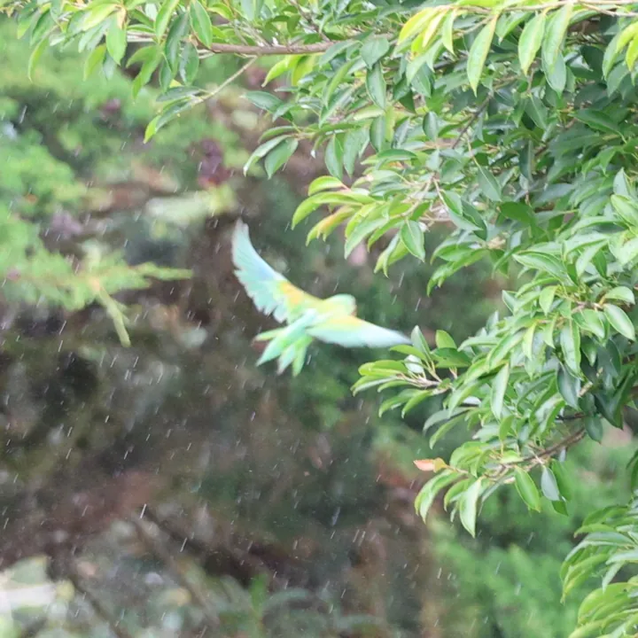 Orange-chinned Parakeet