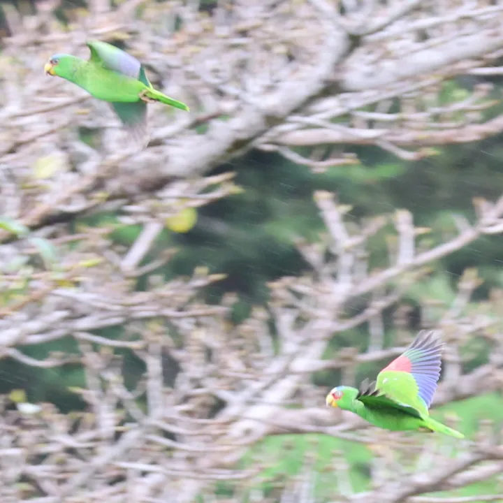 White-fronted Amazon