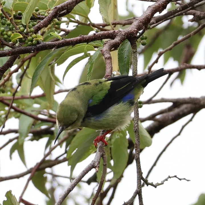 Red-legged Honeycreeper