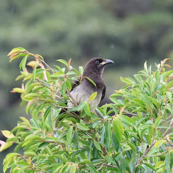 Brown Jay