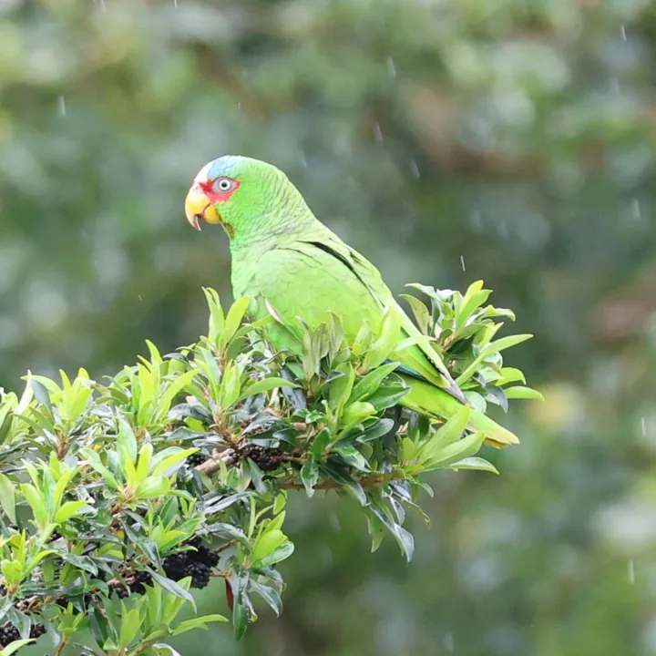 White-fronted Amazon