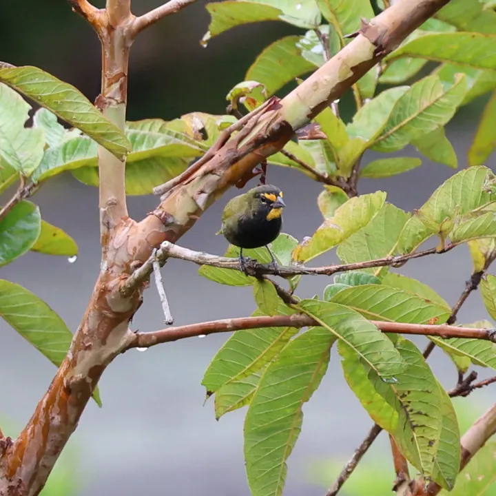Yellow-faced Grassquit