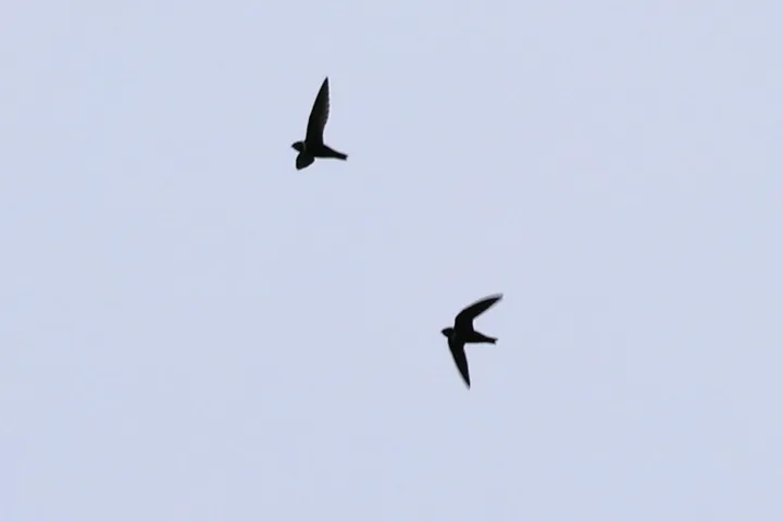 White-collared Swift