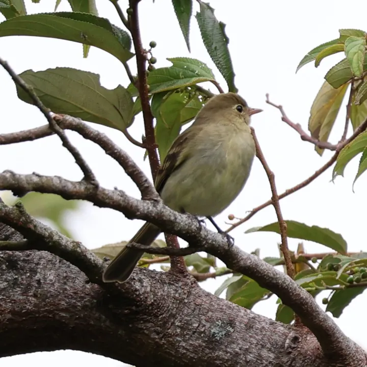 Mountain Elaenia