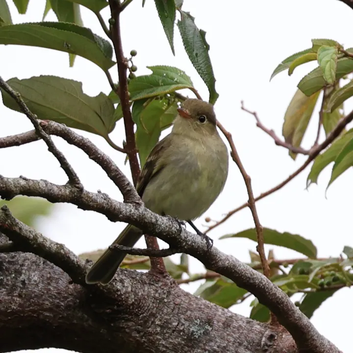 Mountain Elaenia