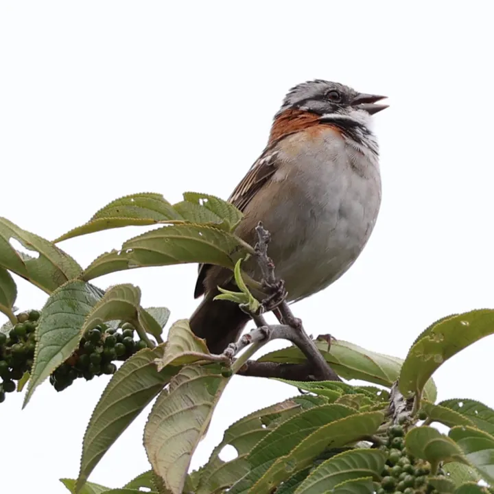 Rufous-collared Sparrow
