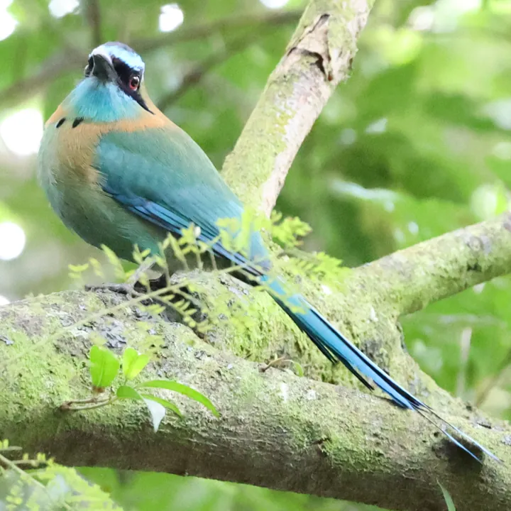 Lesson's Motmot