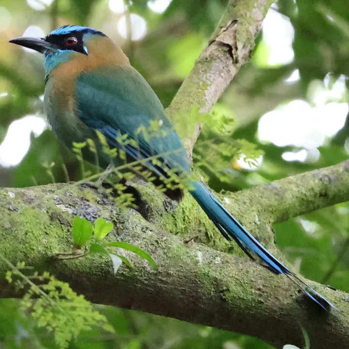 Lesson's Motmot
