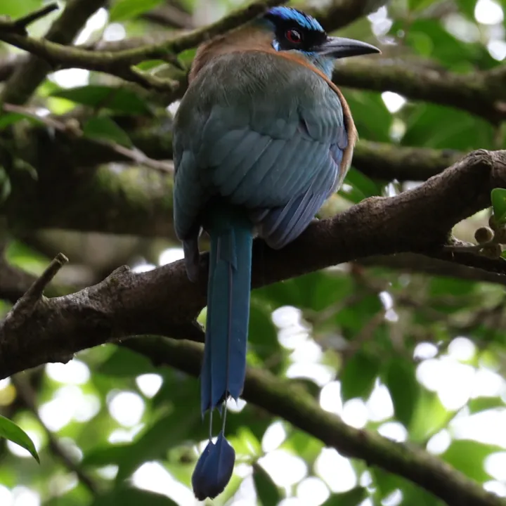 Lesson's Motmot