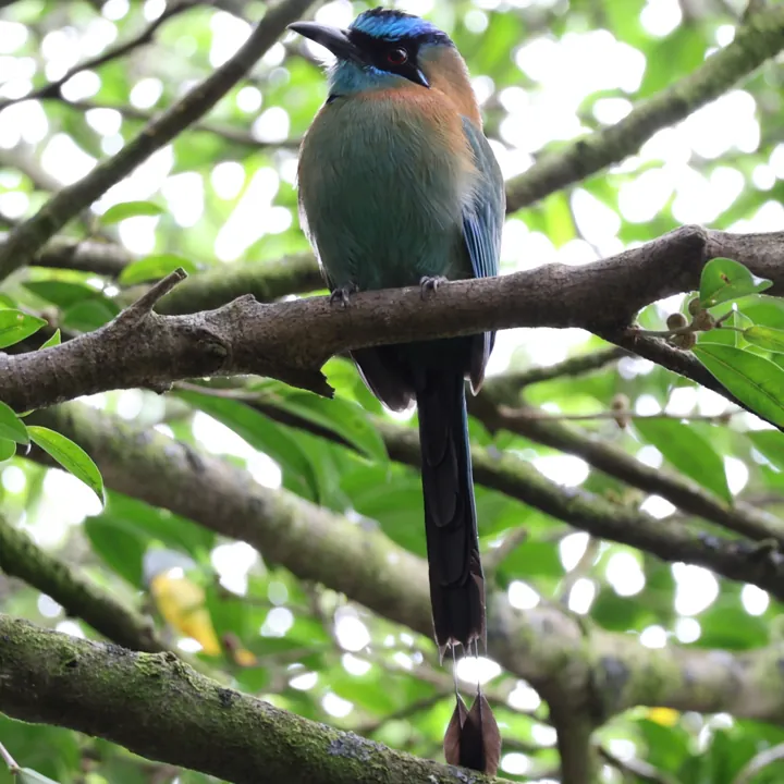 Lesson's Motmot