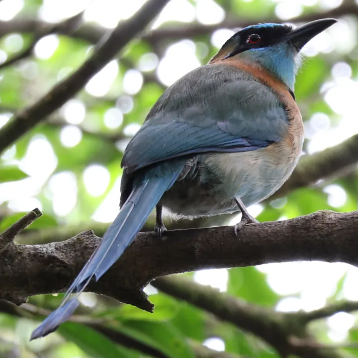 Lesson's Motmot