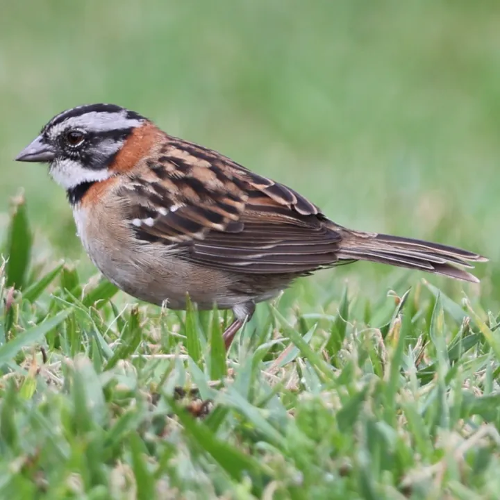 Rufous-collared Sparrow