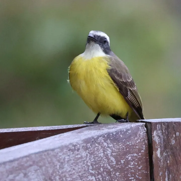 Social Flycatcher