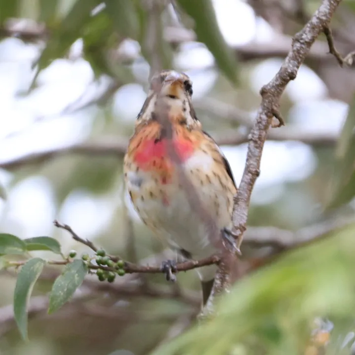 Rose-breasted Grosbeak