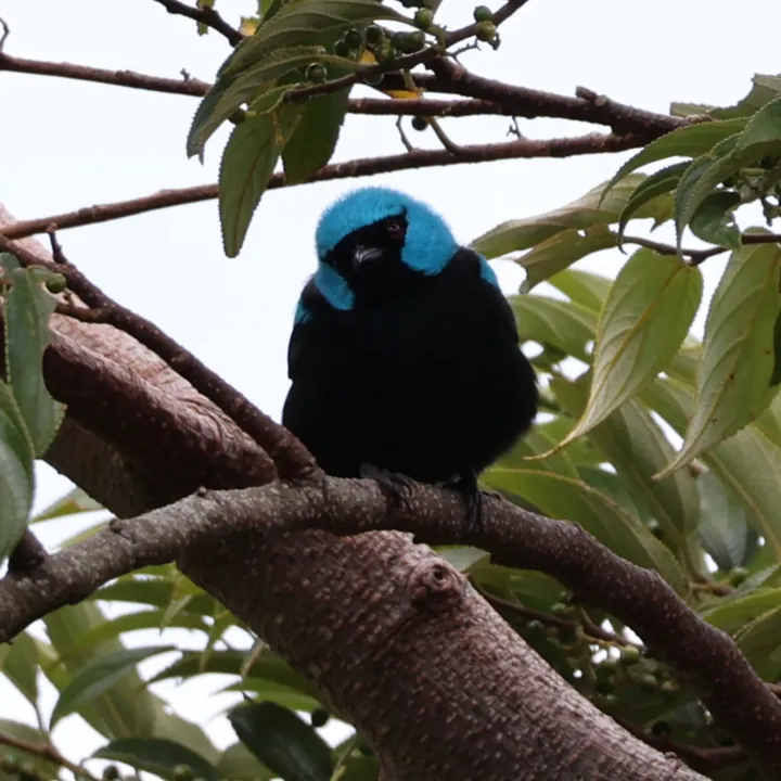 Scarlet-thighed Dacnis