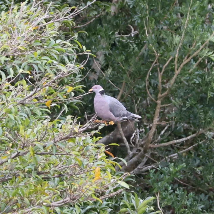 Band-tailed Pigeon