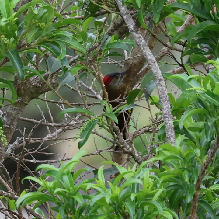 Golden-olive Woodpecker